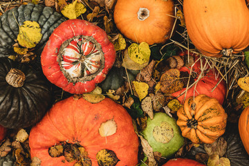 Different color and size pumpkins on outdoor market, autumn food