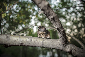 rodent degu climbed on a tree branch, nature background.