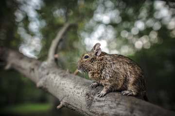 Naklejka na ściany i meble rodent degu climbed on a tree branch, nature background.