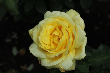 薔薇　ばら　ローズヨコハマ