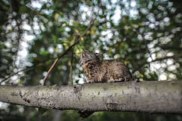 rodent degu climbed on a tree branch, nature background.