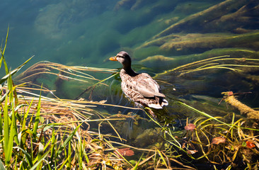Wild duck swimming in a clear river with water grass. River Una in Bosnia and Herzegovina.