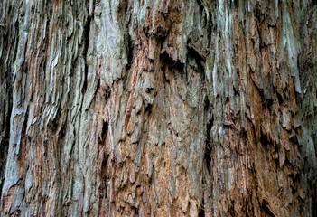 Beautiful texture of a tree of high resolution