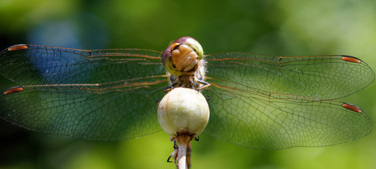 libellule © jeanluc