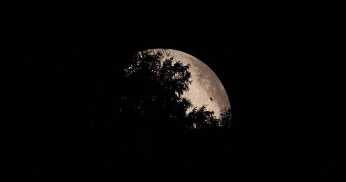 Moon close-up captured with moving tree tops close-up zoom view with all detail on lunar landscape using Lunalon captured in 4k resolution.