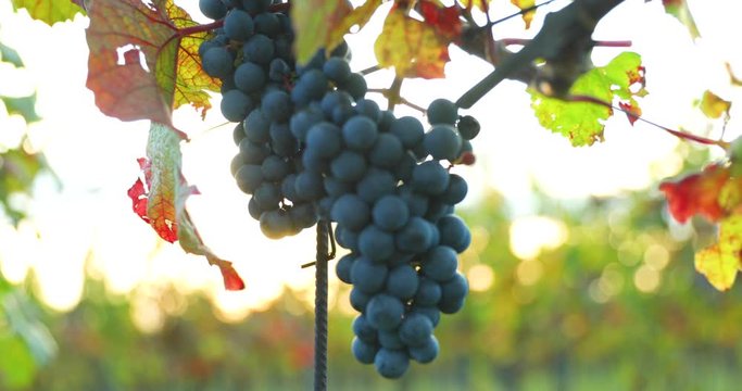 A bunch of ripe grapes from a farm during sunset in the background on the horizon wine, moving in strong wind before harvesting and preparing wine in the South Moravia region captured at 4K 60fps.