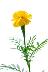 Marigold (scientific name: Tagetes erecta L.) is a large flower species. Beautiful yellow flowers.