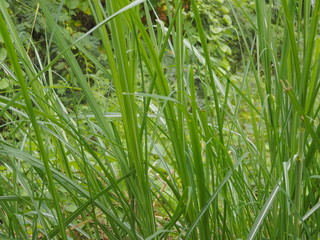 Fototapeta na wymiar Green Plant Lemon grass growing in nature texture background.