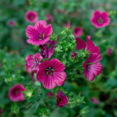 Fototapeta premium Flowers Clarkia amoena blooms in the garden