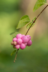 Fruits of the bush Symphoricarpos chenaultii pink