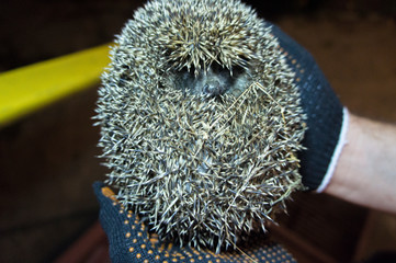 Wild hedgehog close-up in the evening in nature.