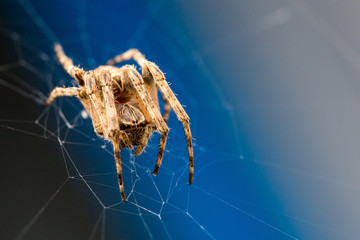 spider on a web on blue background