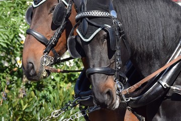 Blinders