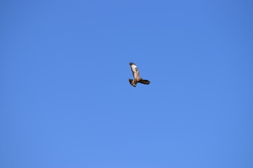 Buzzard in Flight