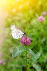 Small white, black-veined cabbage butterfly rests on pink clover flower at summer time. Spring landscape with flowering meadow and little wild life.