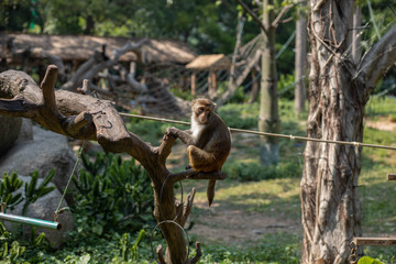 Little monkey sitting on a tree in the zoo