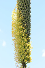agave_victoriae-reginae