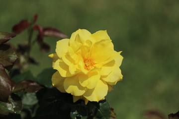 薔薇　ばら　アンソニーメイアン