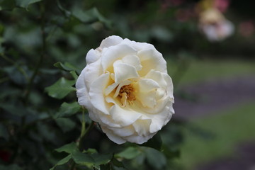 薔薇　ばら　フレンチレース