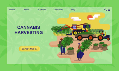 Black agricultural workers are picking a hemp in the field. Concept of website, landing page design template