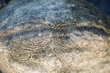 pflanzen textur von der schale eines kürbis