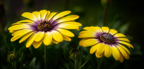 Flower pano - Blumen Panorama