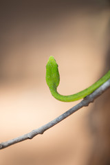 Oriental whipsnake in nature