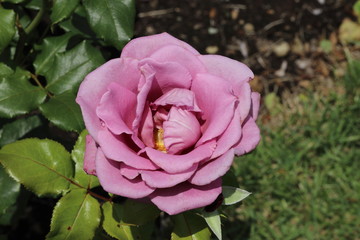 薔薇　ばら　ムーンシャドウ