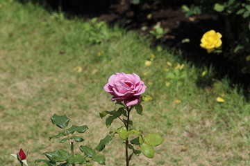 薔薇　ばら　ムーンシャドウ