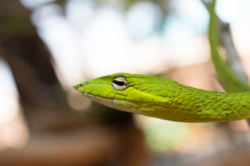Oriental whipsnake in nature
