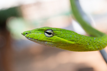 Obraz premium Oriental whipsnake in nature