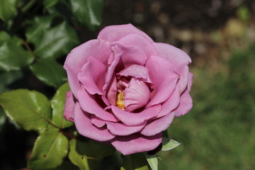 薔薇　ばら　ムーンシャドウ