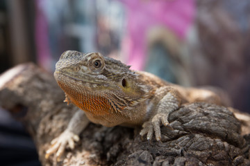 Horned Lizard Desert