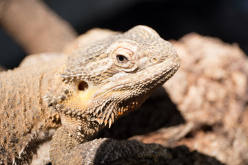 Horned Lizard Desert