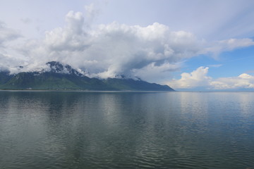 Obraz premium animales varios 