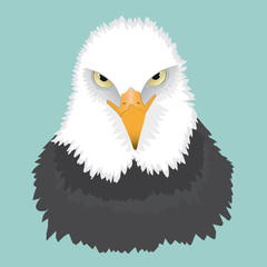 Bald eagle portrait