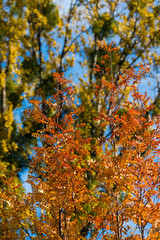 Beautiful and bright autumnal trees. Autumn colors.