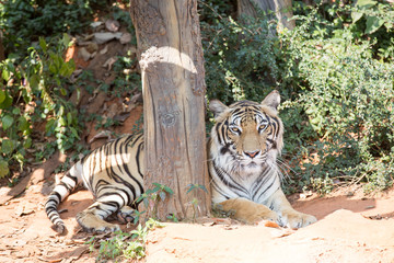 Thai Tigger in korat zoo  nakornratchasima Thailand