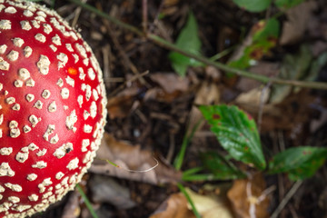 fly agaric mushroom in the forest