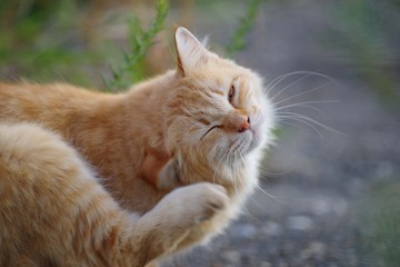 痒い所に脚が届く