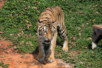 Thai Tigger in korat zoo  nakornratchasima Thailand