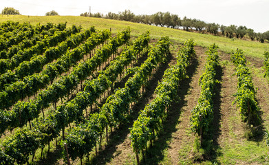 Fototapeta na wymiar Vineyards on hill in a row.