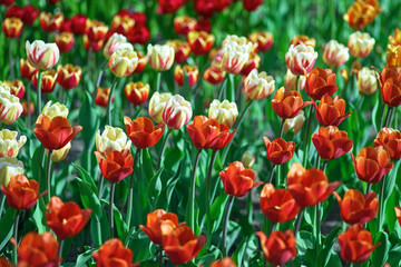 A field of red tulips on a sunny day. Concept Spring
