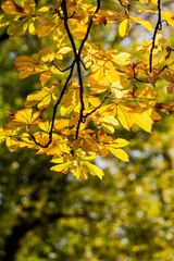 Beautiful and bright autumnal trees. Autumn colors.