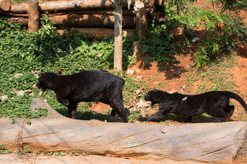 black jaguar in korat zoo thailand