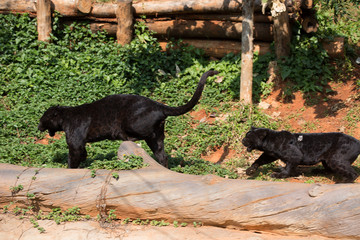 black jaguar in korat zoo thailand