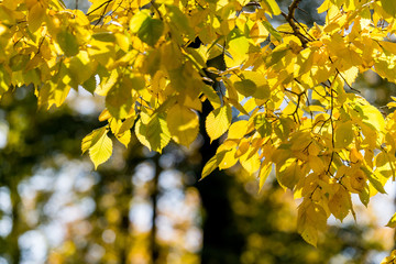 Beautiful and bright autumnal trees. Autumn colors.