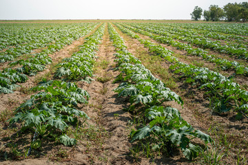 Zucchini in the field. Growing zucchini in rows.