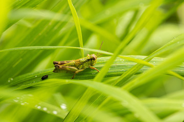 Nature