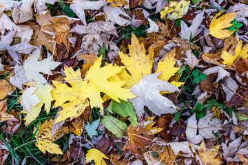 Orange, yellow, red and brown autumn leaves on asphalt